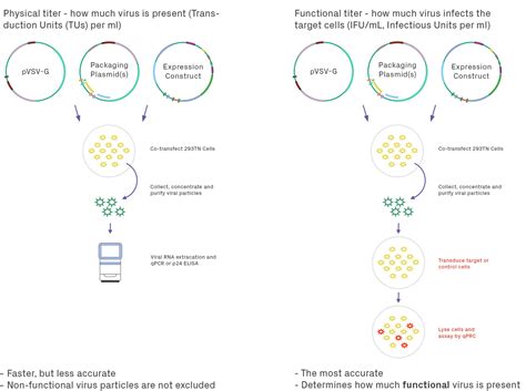 lentivirus production process.